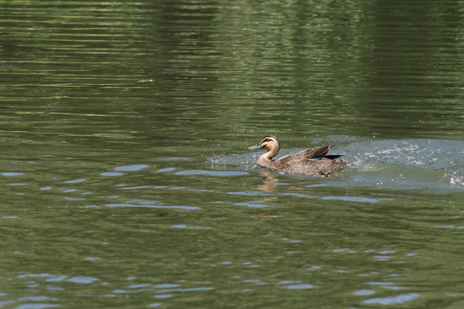 Canon EOS 400D (EOS Digital Rebel XTi / EOS Kiss Digital X) sample photo. Duck, mallard, animal photography