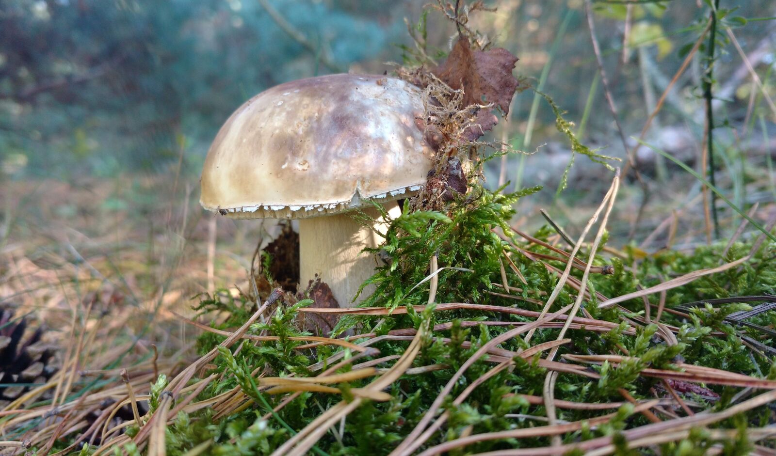 Motorola Moto X Play sample photo. Mushroom, forest, autumn photography