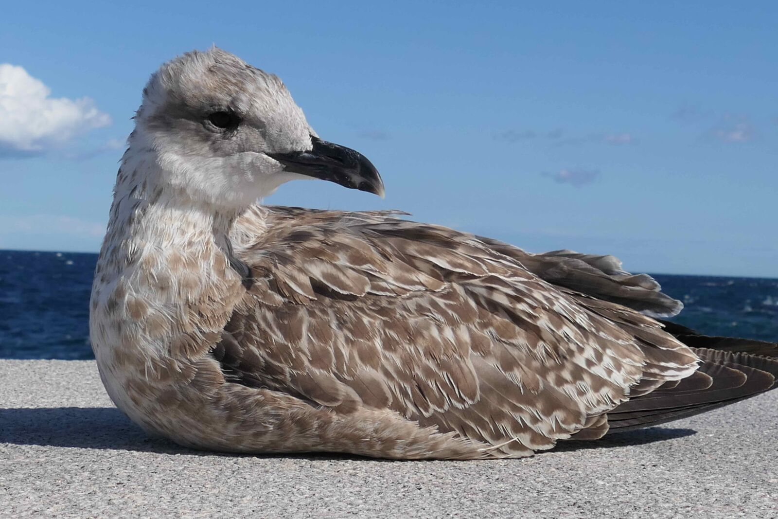 Panasonic DC-FZ10002 sample photo. Coast, herring gull, seagull photography