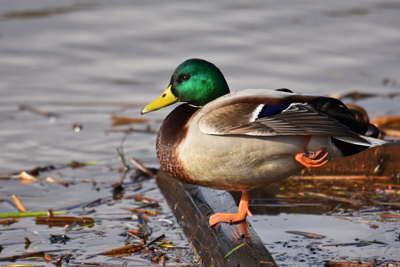 Nikon D7200 sample photo. Animal, lake, waterside photography