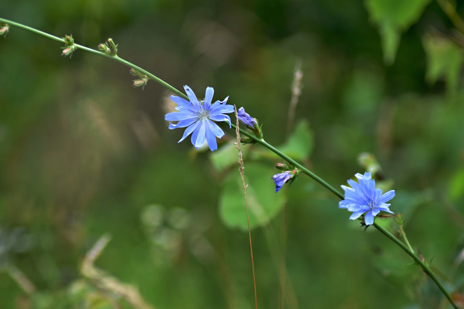 Nikon D5300 sample photo. Field bloom, cornflower, nature photography