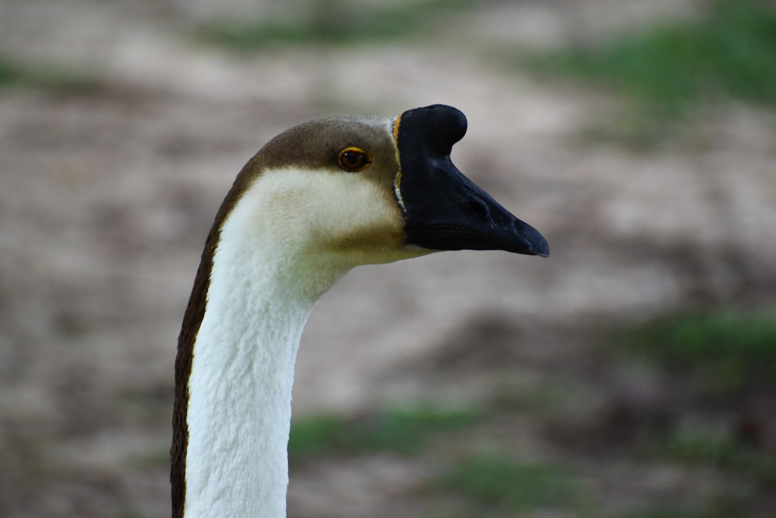 Nikon D3500 sample photo. Goose, geese, bird photography