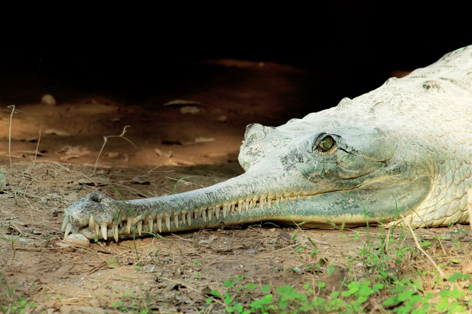 Canon EF-S 55-250mm F4-5.6 IS II sample photo. Crocodile, water, reptile photography