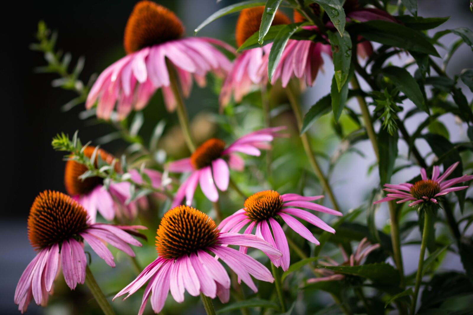 Canon EOS 750D (EOS Rebel T6i / EOS Kiss X8i) sample photo. Pink, flower, orange photography