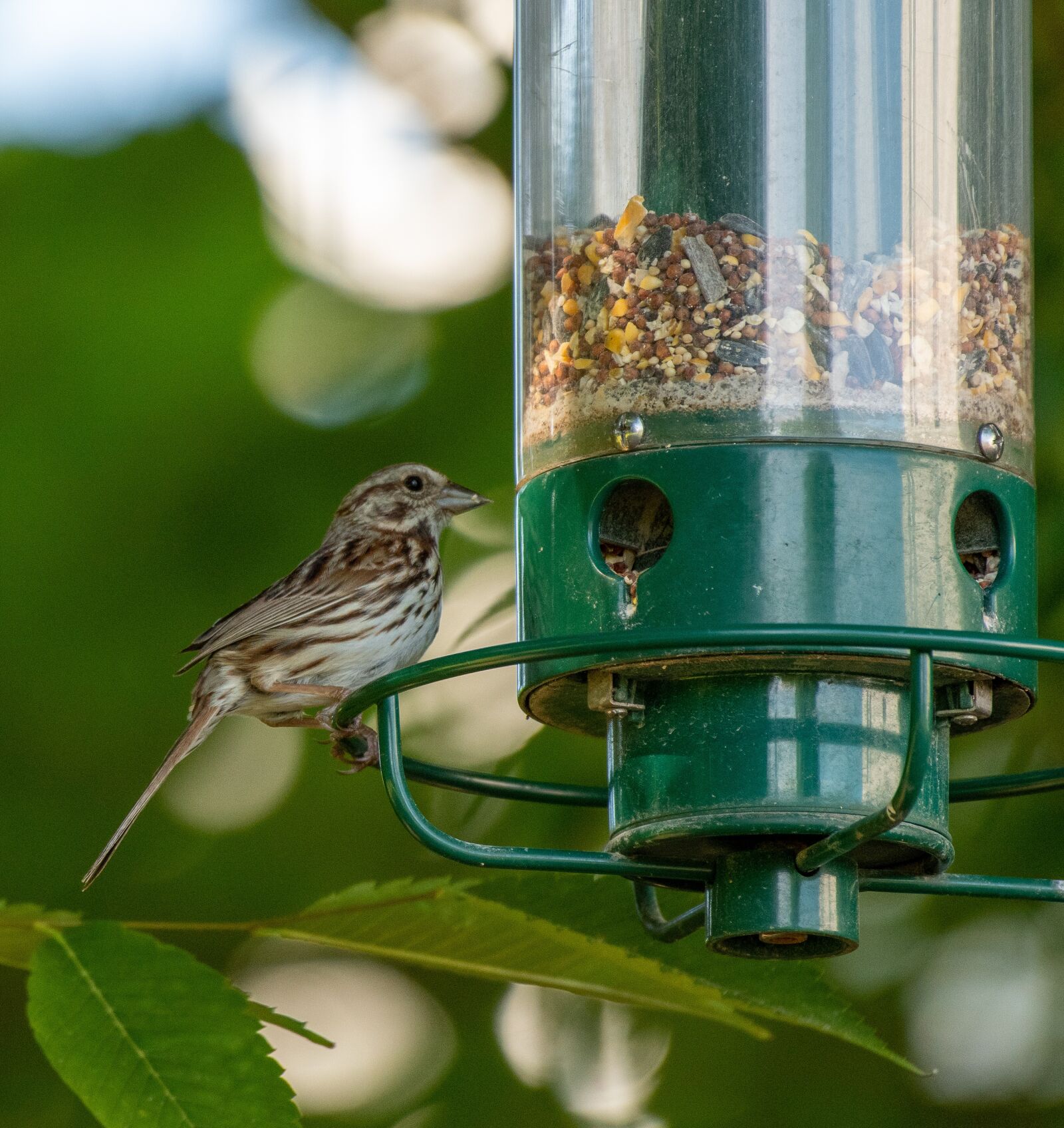 Nikon D500 sample photo. Bird feeder, bird, birdwatching photography