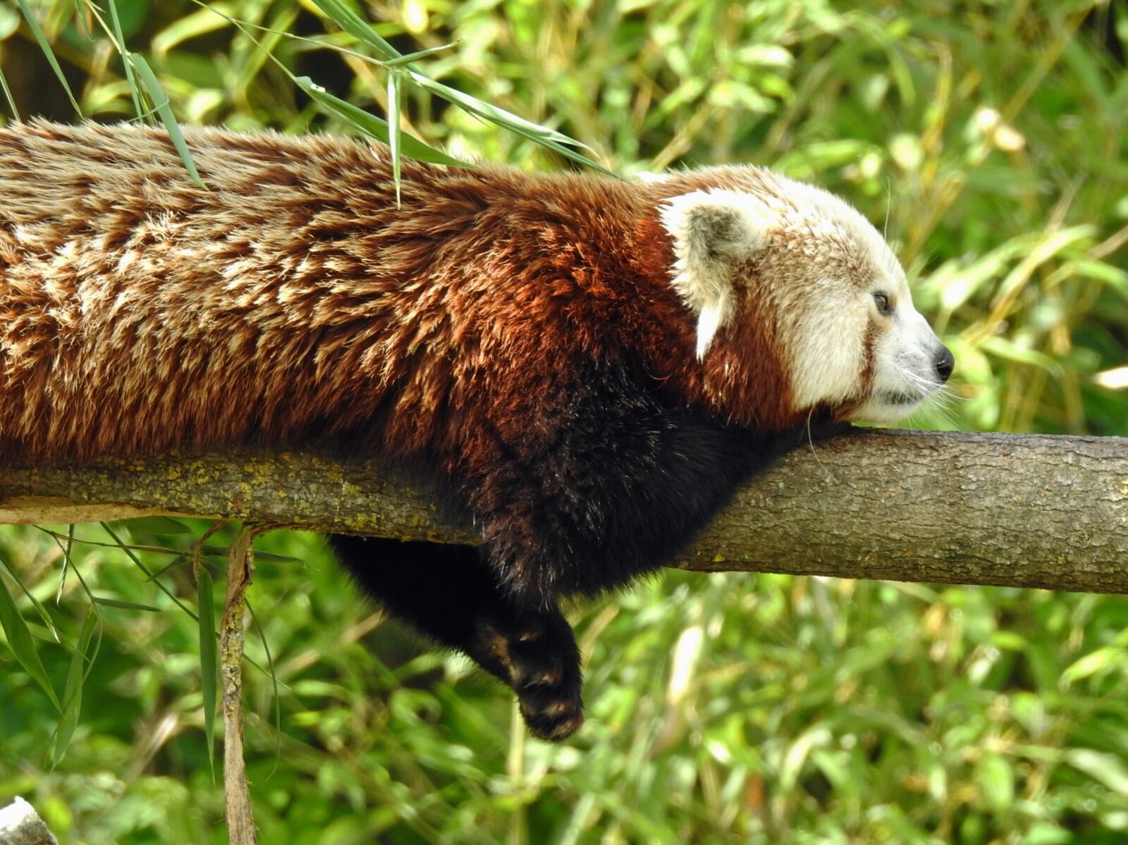 Nikon Coolpix P900 sample photo. Fauna, nature, mammal photography