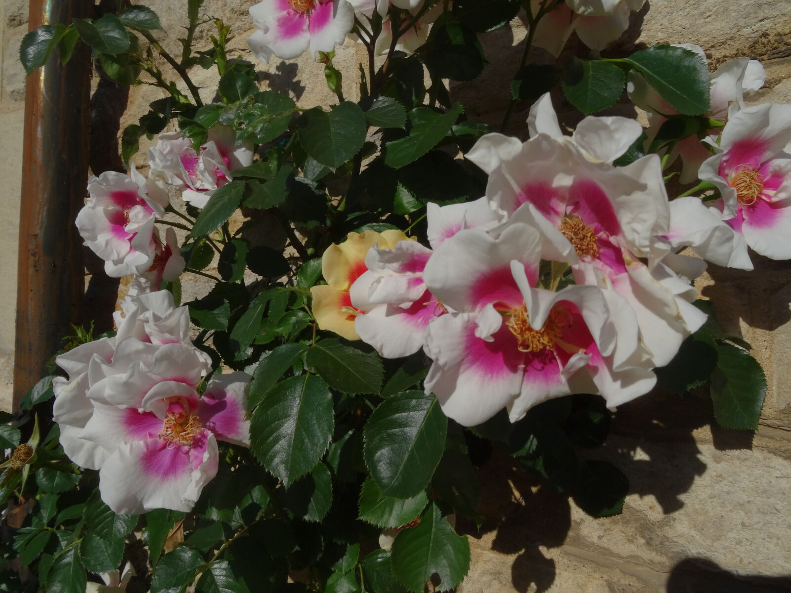 Sony DSC-HX50 sample photo