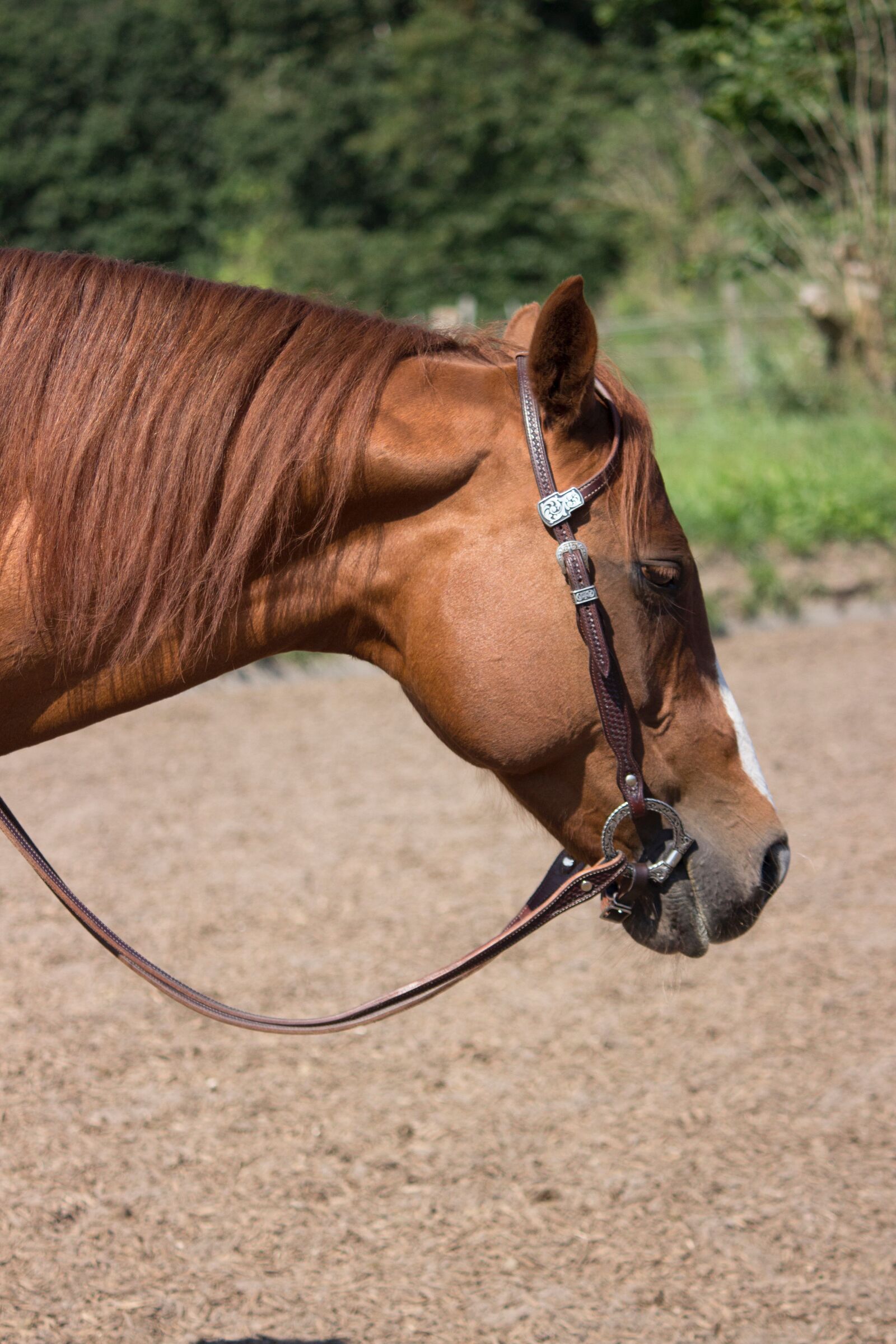 Canon EOS 600D (Rebel EOS T3i / EOS Kiss X5) sample photo. Horse, western horse, head photography