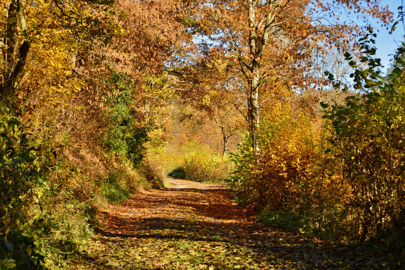 Nikon D600 sample photo. Autumn, forest, forest path photography