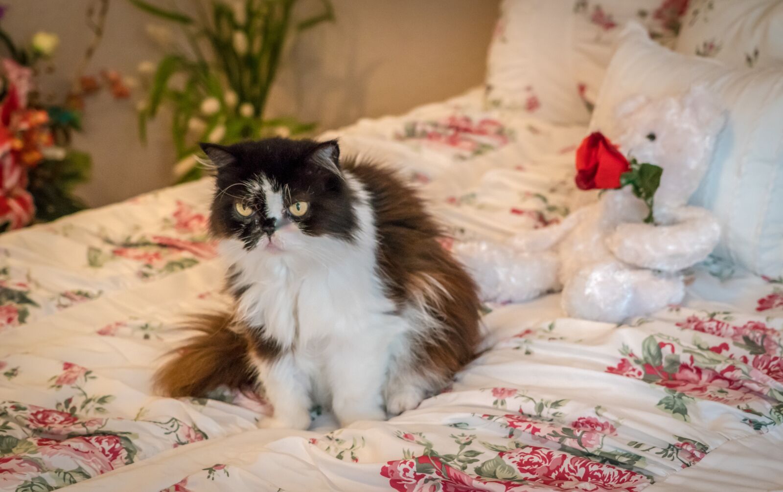 Sony a7R II + Sony FE 24-240mm F3.5-6.3 OSS sample photo. Persian cat, senior, mature photography