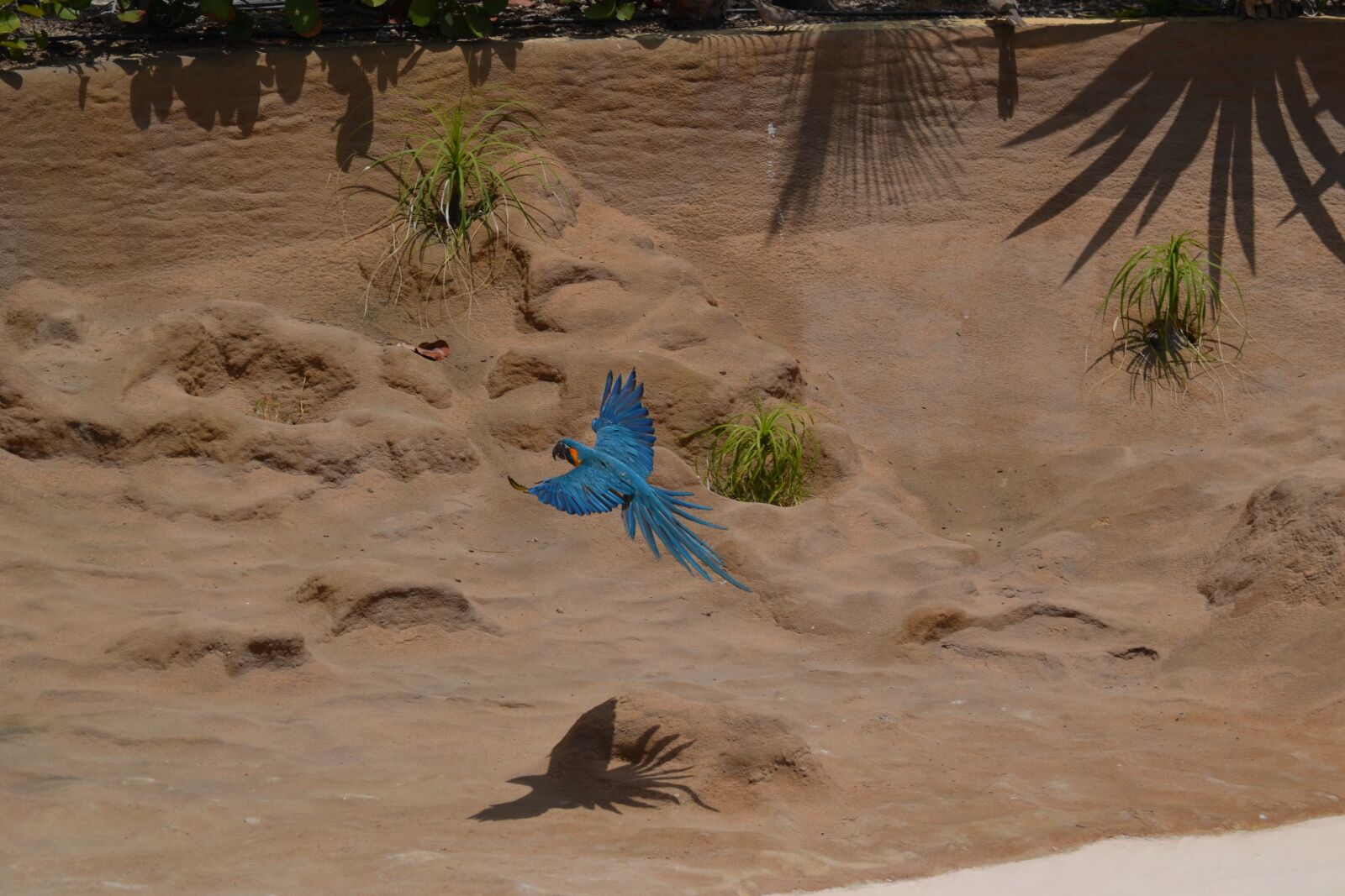 Nikon D3100 sample photo. Ara, parrot, bird photography