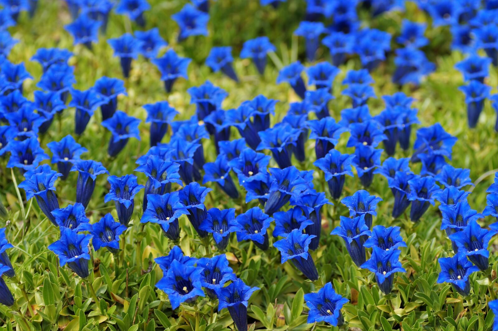 Sony SLT-A58 sample photo. Gentian, alpine, mountain flower photography