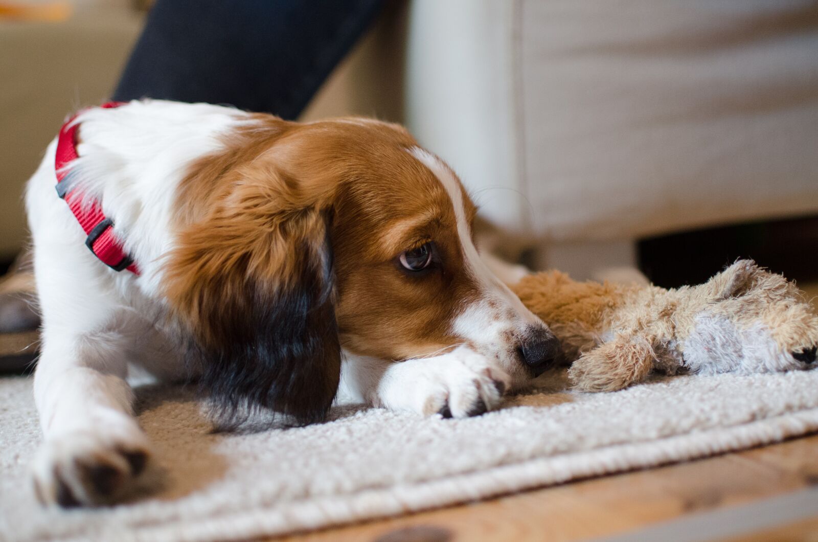 Nikon D7000 sample photo. Dog, pet, animal photography