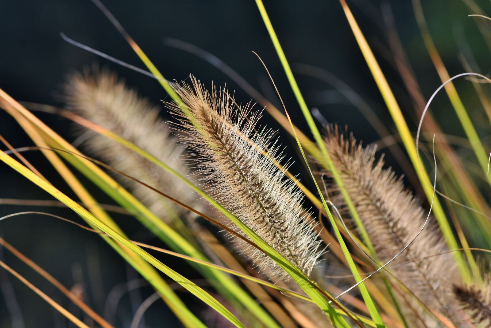 Nikon D7200 sample photo. Reed, plant, landscape photography