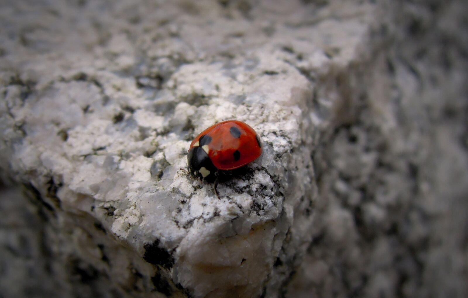 Nikon Coolpix P300 sample photo. Small, ladybug, alder pirkko photography