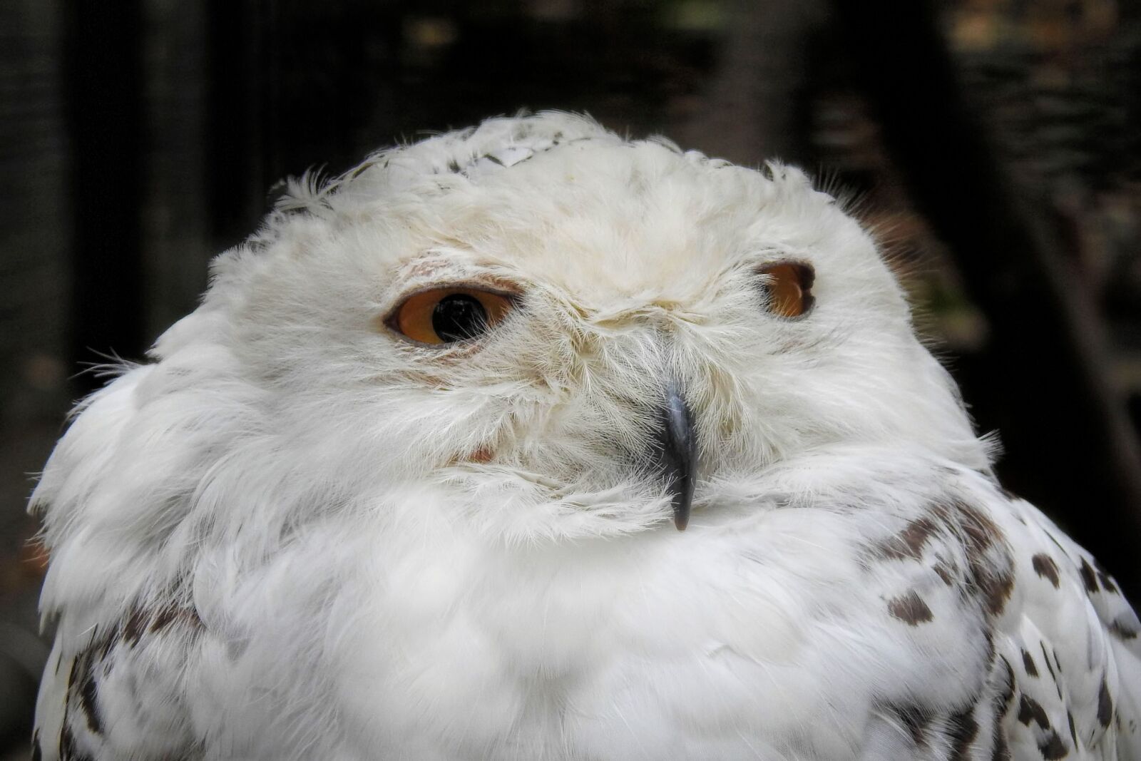 Nikon Coolpix P900 sample photo. Snowy owl, bird, raptor photography