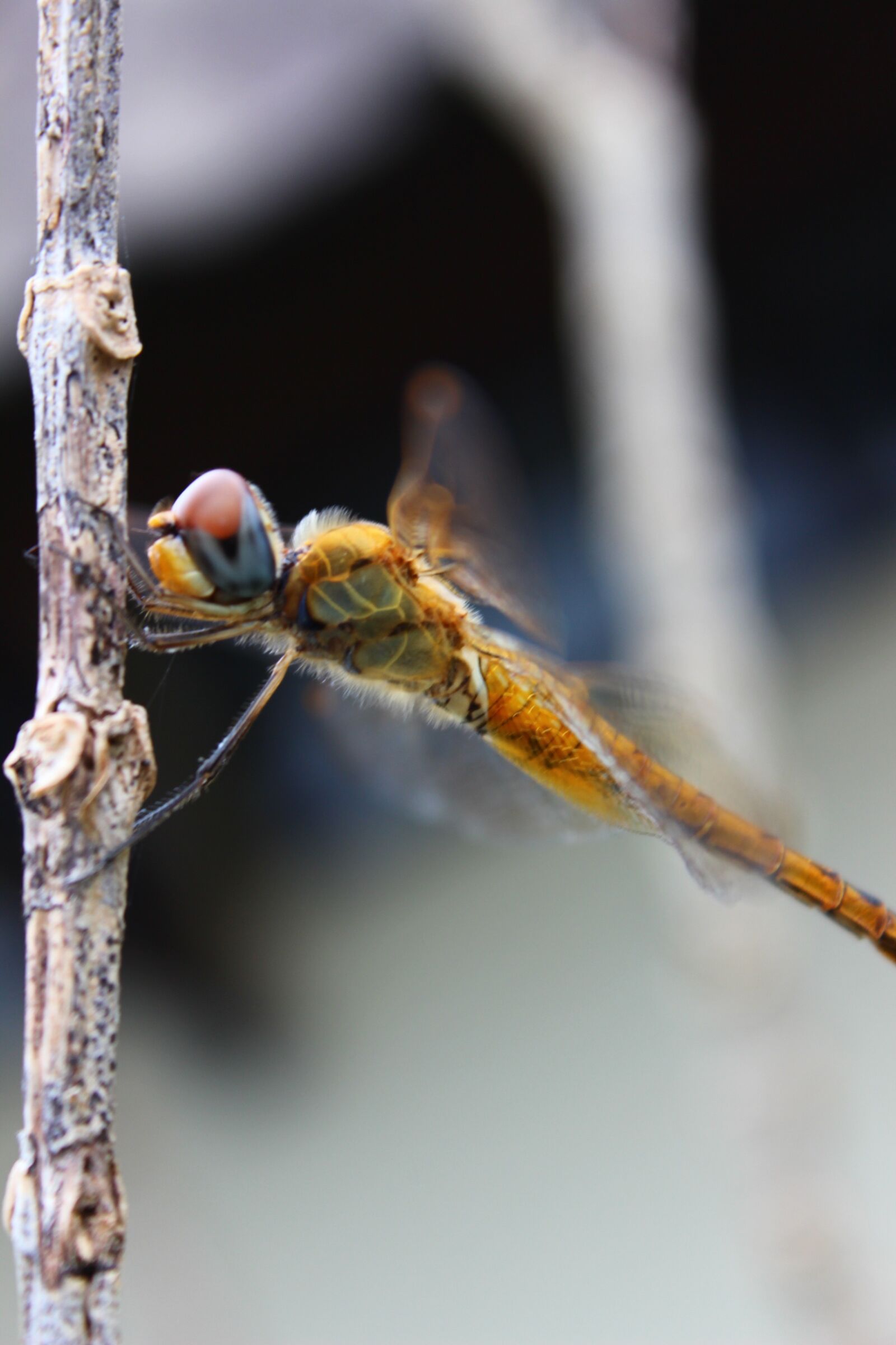 Canon EOS 600D (Rebel EOS T3i / EOS Kiss X5) sample photo. Dragonfly, insect, natural photography