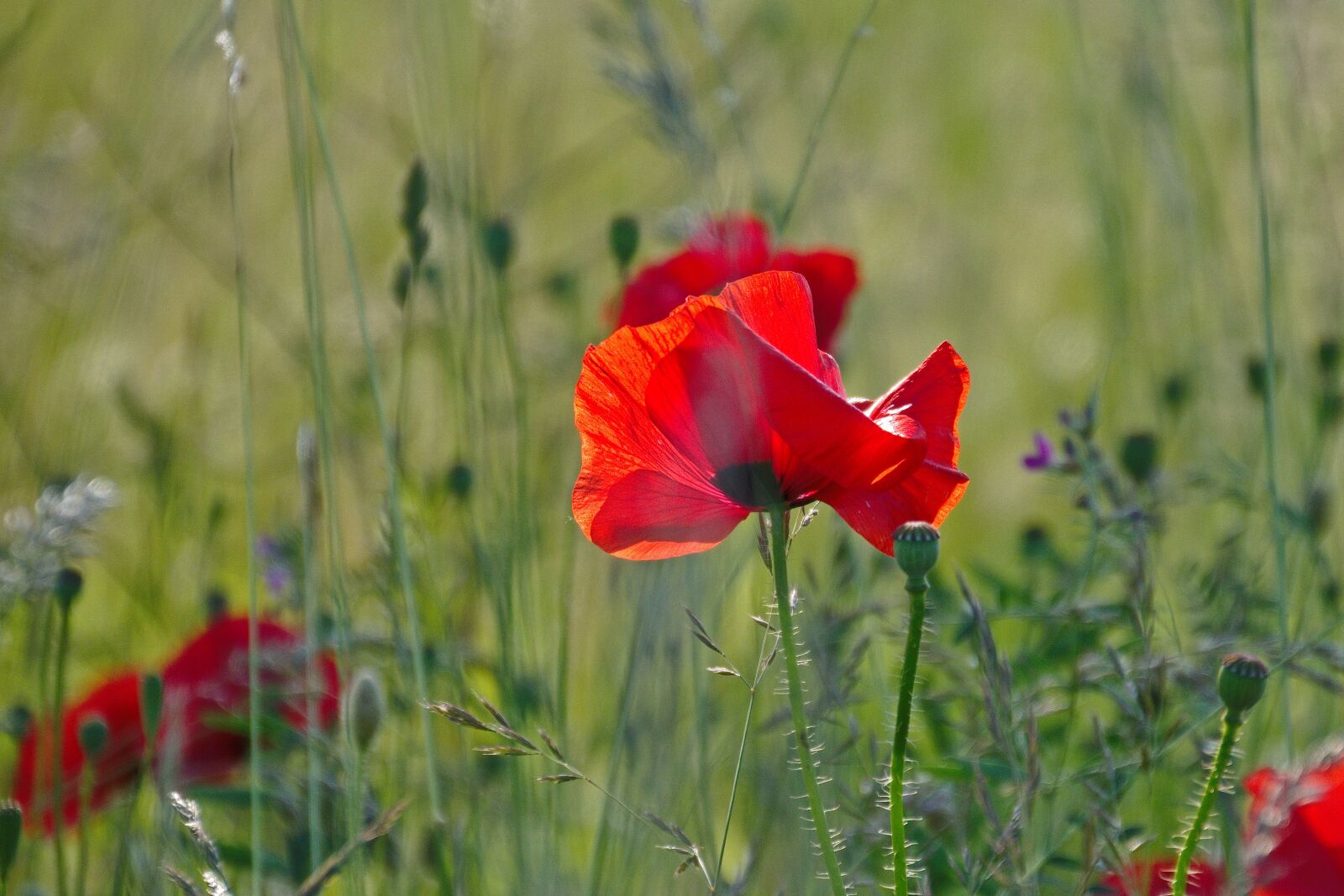 Nikon D5600 sample photo. Blossom, bloom, red photography
