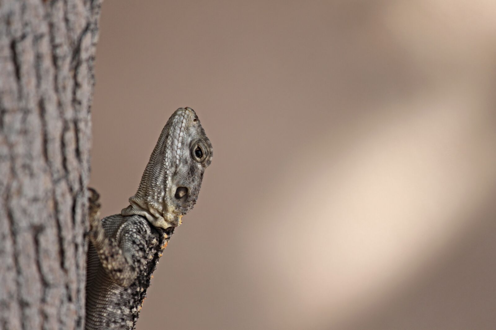 Canon EOS 1100D (EOS Rebel T3 / EOS Kiss X50) sample photo. Gekko, reptile, lizard photography