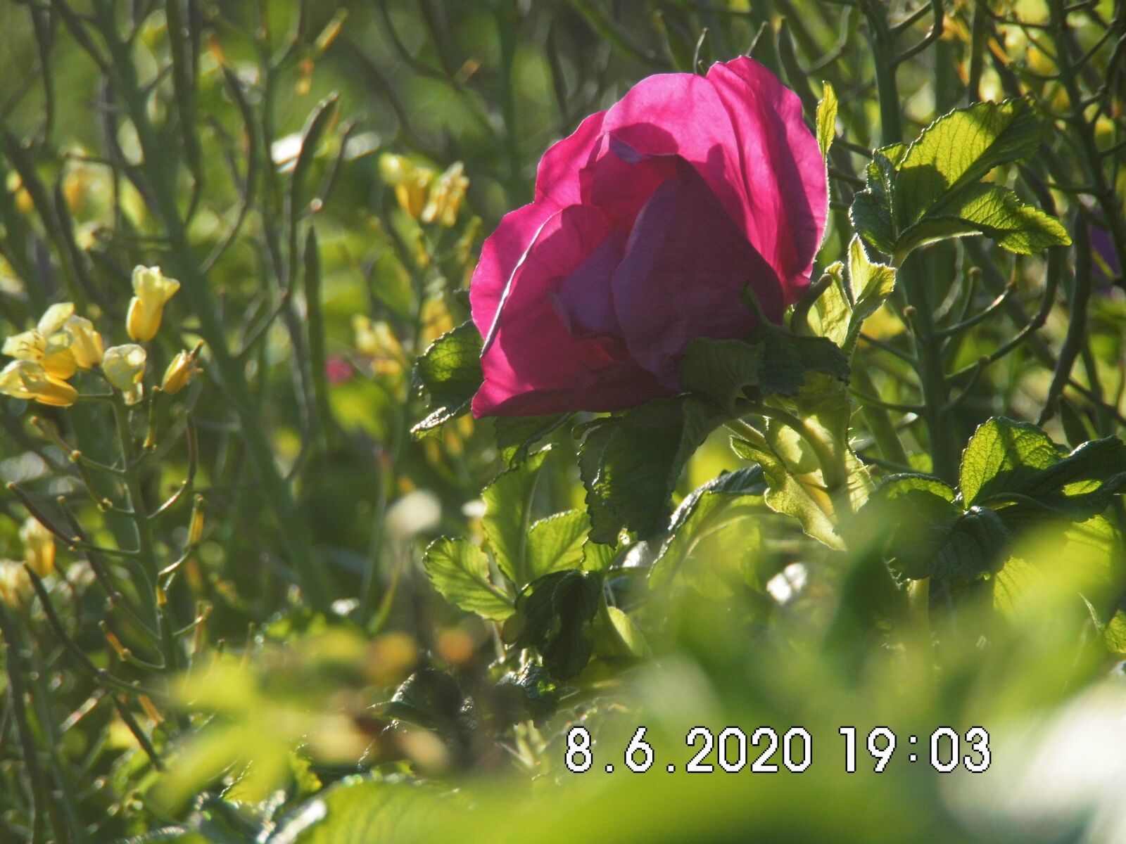 MEDION MD86929 sample photo. Spring, color, nature photography