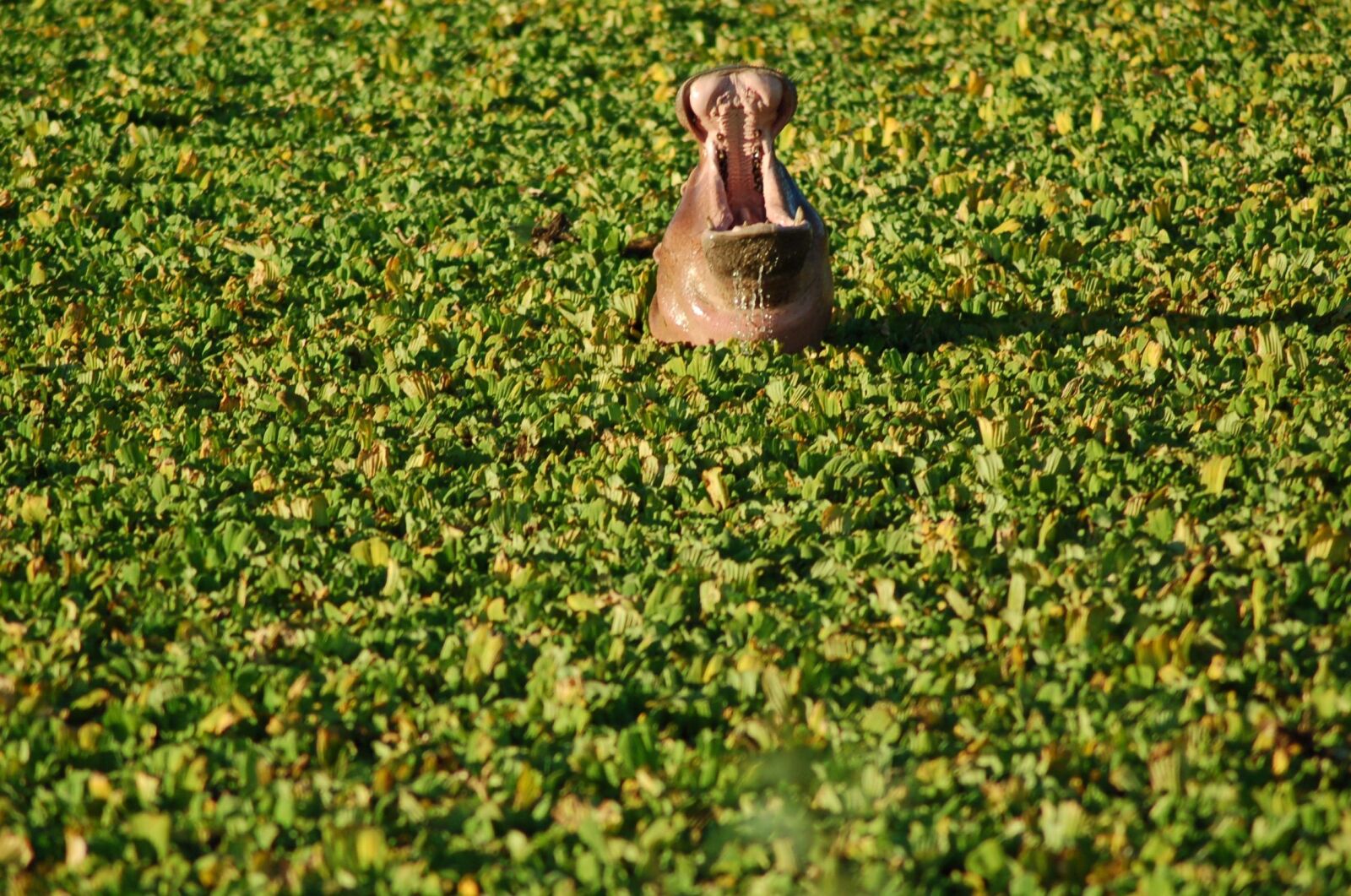 Nikon D50 sample photo. Africa, wild, nature photography
