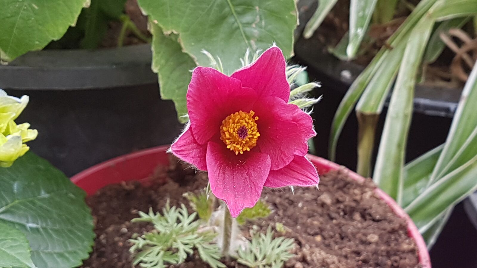 Samsung Galaxy S7 sample photo. Do mi flower, the photography