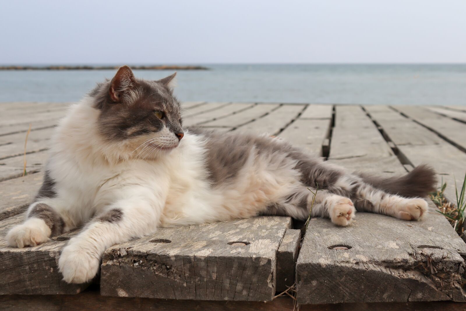 Canon EOS 200D (EOS Rebel SL2 / EOS Kiss X9) sample photo. Cat, sea, web photography