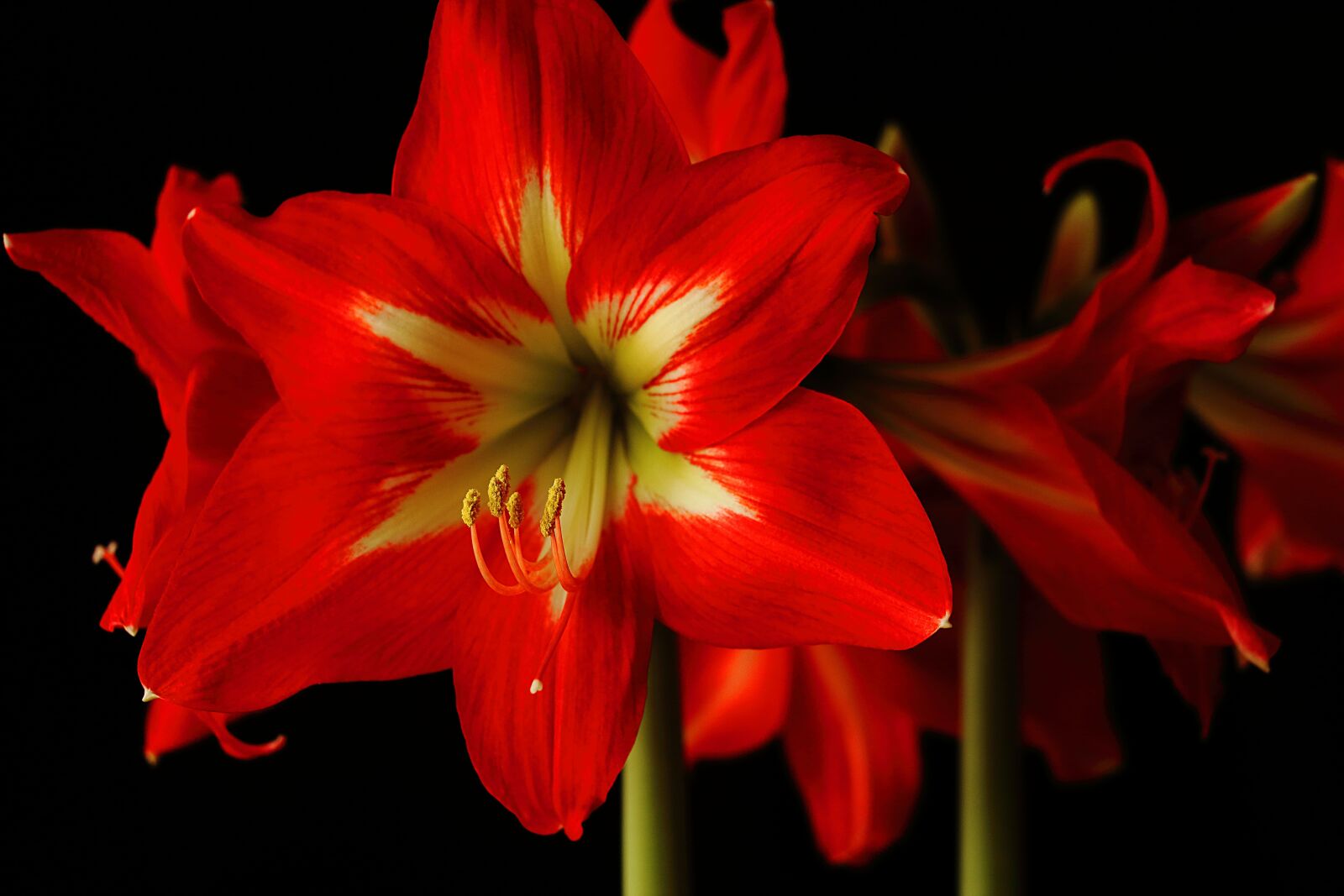 Canon EOS 700D (EOS Rebel T5i / EOS Kiss X7i) sample photo. Amaryllis, flower, blossom photography