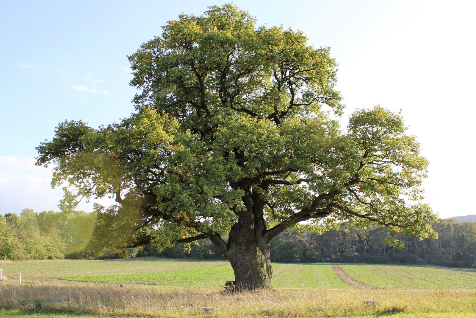 Canon EOS 550D (EOS Rebel T2i / EOS Kiss X4) sample photo. Oak, tree, old oak photography