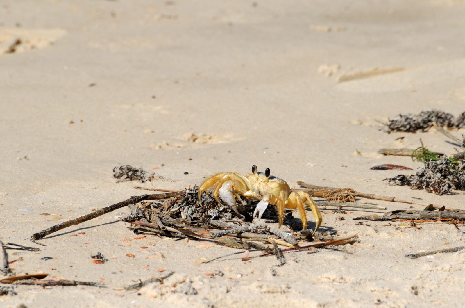 Nikon D200 sample photo. Sand crab, beach, wildlife photography
