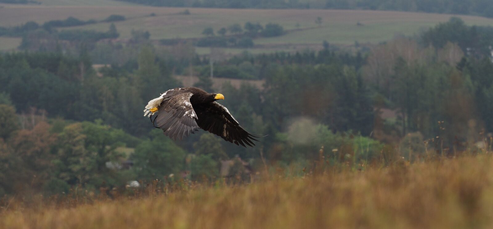 Olympus OM-D E-M1 Mark II + Olympus M.Zuiko Digital ED 40-150mm F2.8 Pro sample photo. Bird, animal, eagle photography