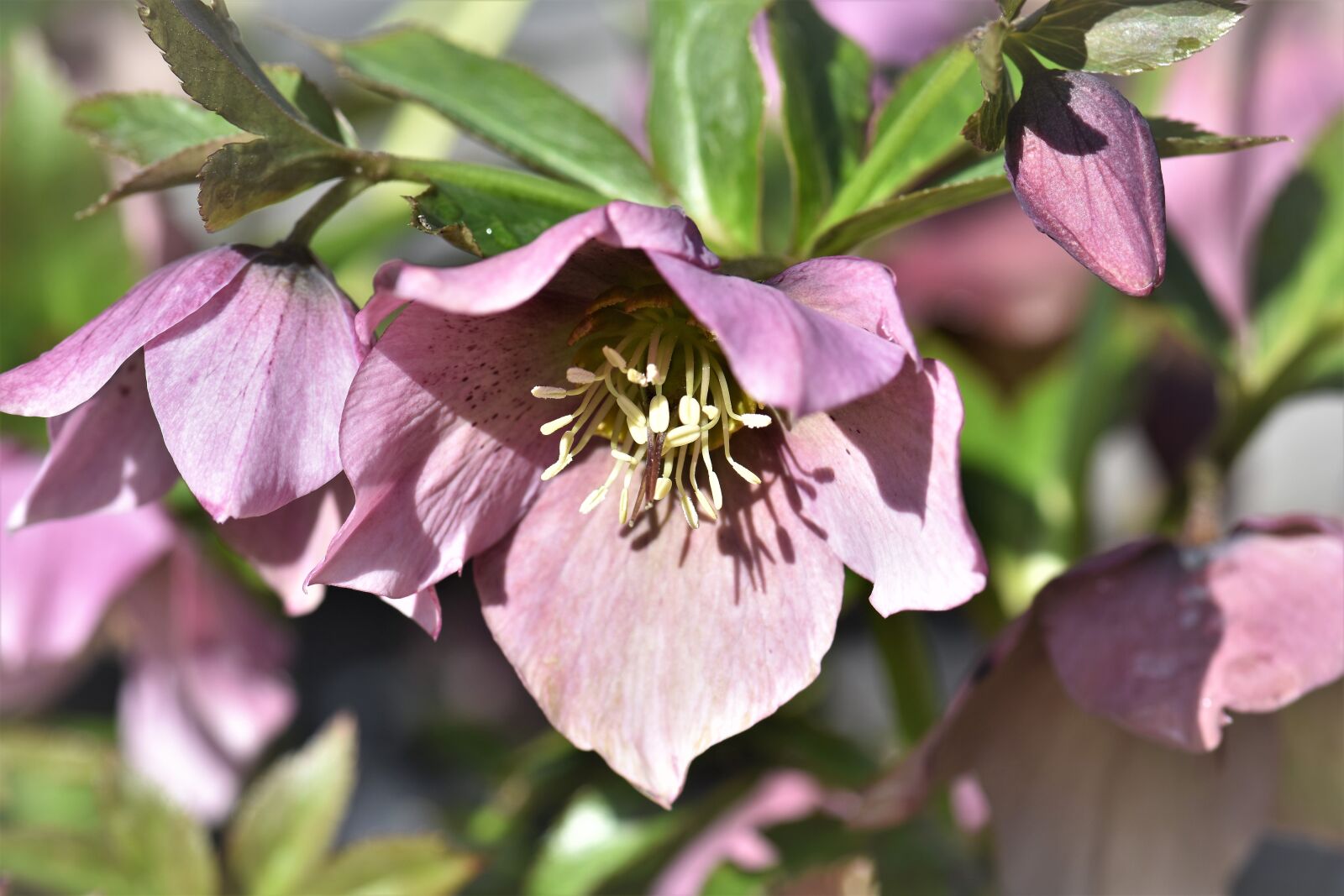 Nikon D5500 sample photo. Christmas rose, spring, plant photography