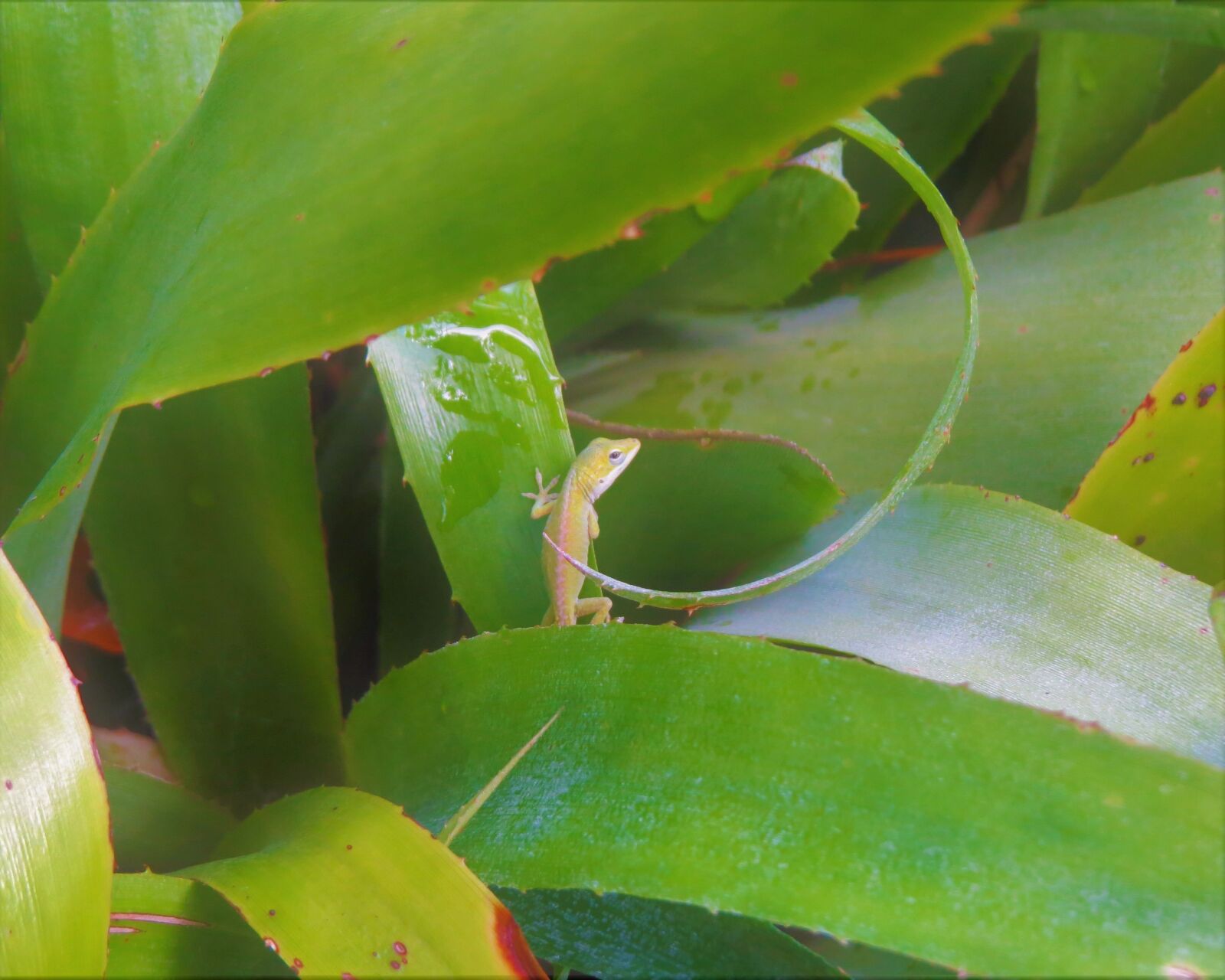 Canon PowerShot SX50 HS sample photo. Reptile, lizard, immature photography