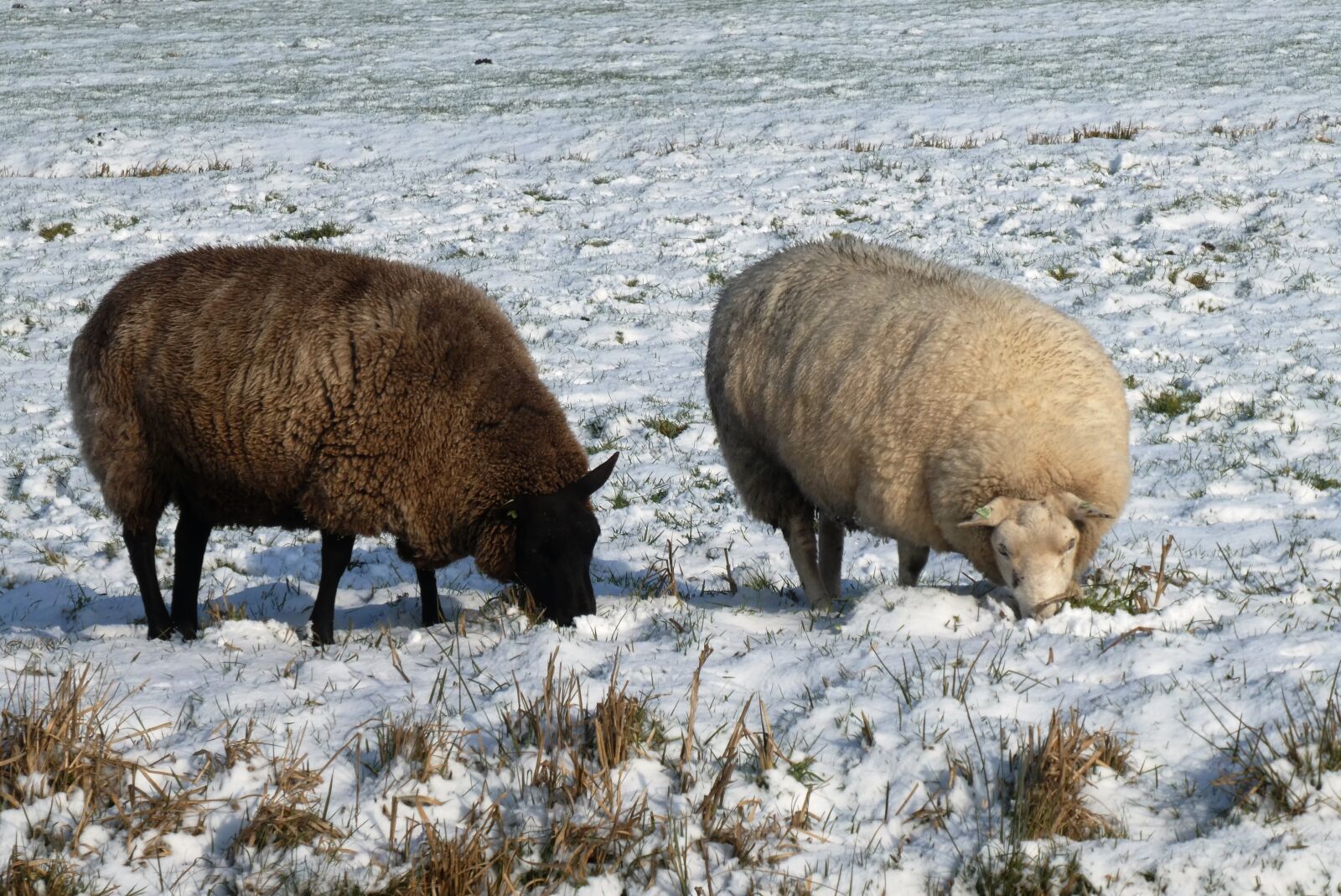 Panasonic Lumix DC-ZS70 (Lumix DC-TZ90) sample photo. Sheep, winter, pasture photography