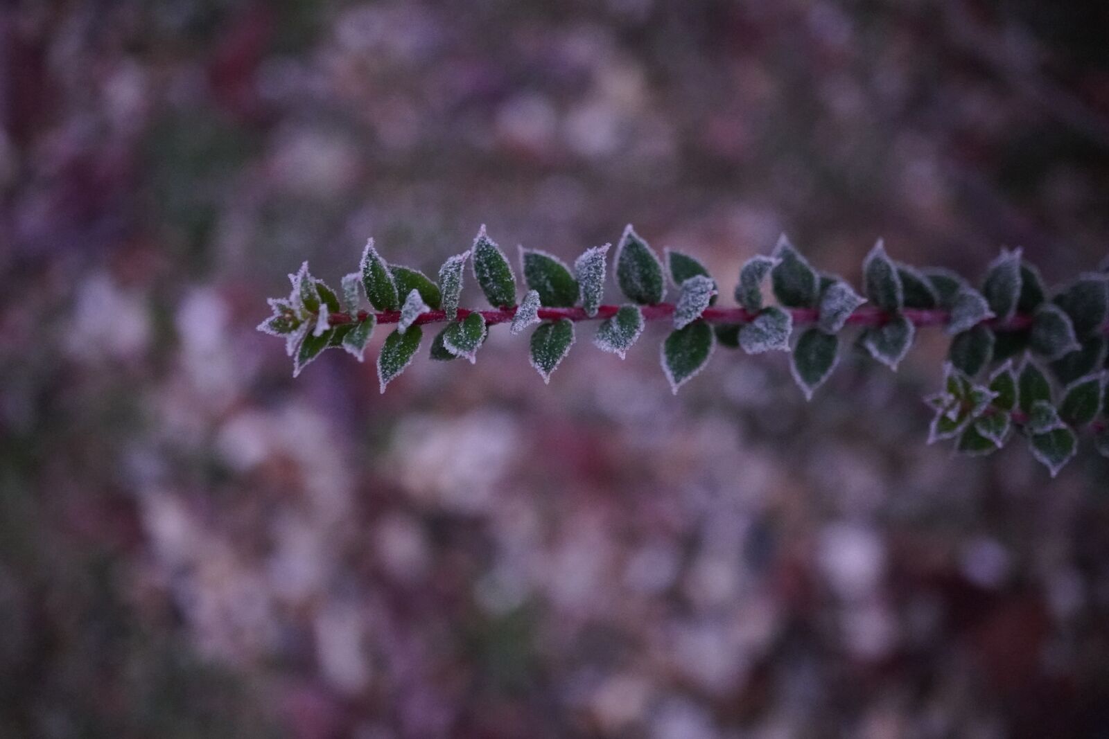 Sony E 30mm F3.5 Macro sample photo. Frost, frosty, cold photography