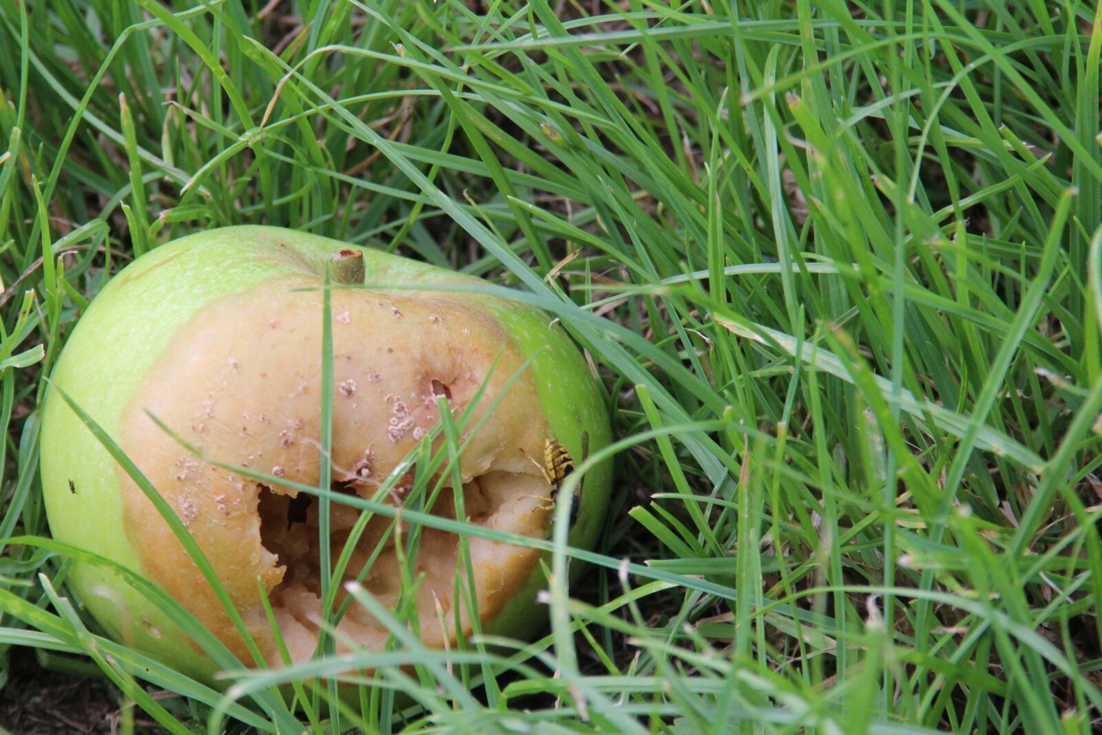 Canon EOS 1200D (EOS Rebel T5 / EOS Kiss X70 / EOS Hi) sample photo. Meadow, green, apple photography