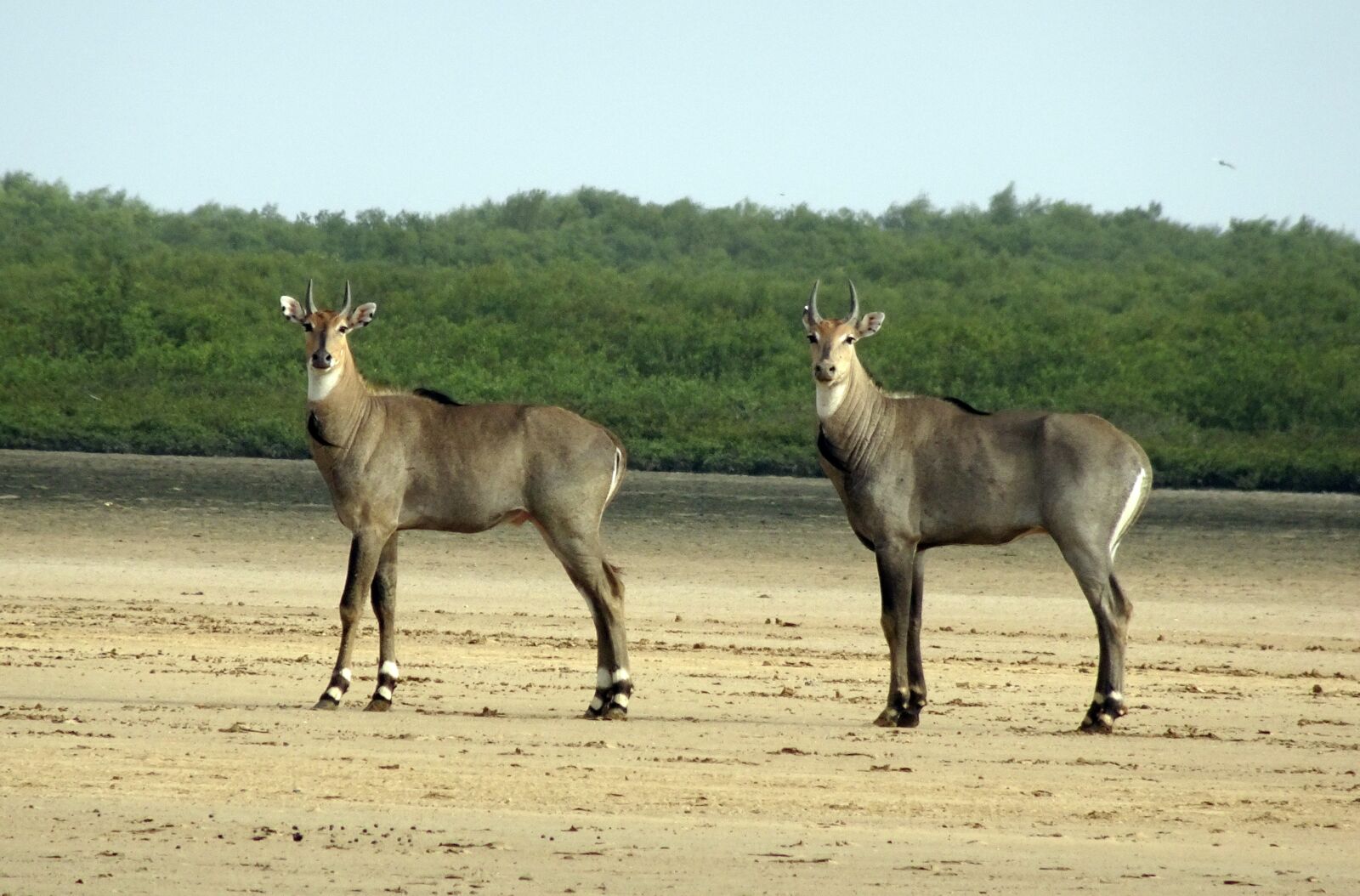 Sony Cyber-shot DSC-HX90V sample photo. Nilgai, antelope, animal photography
