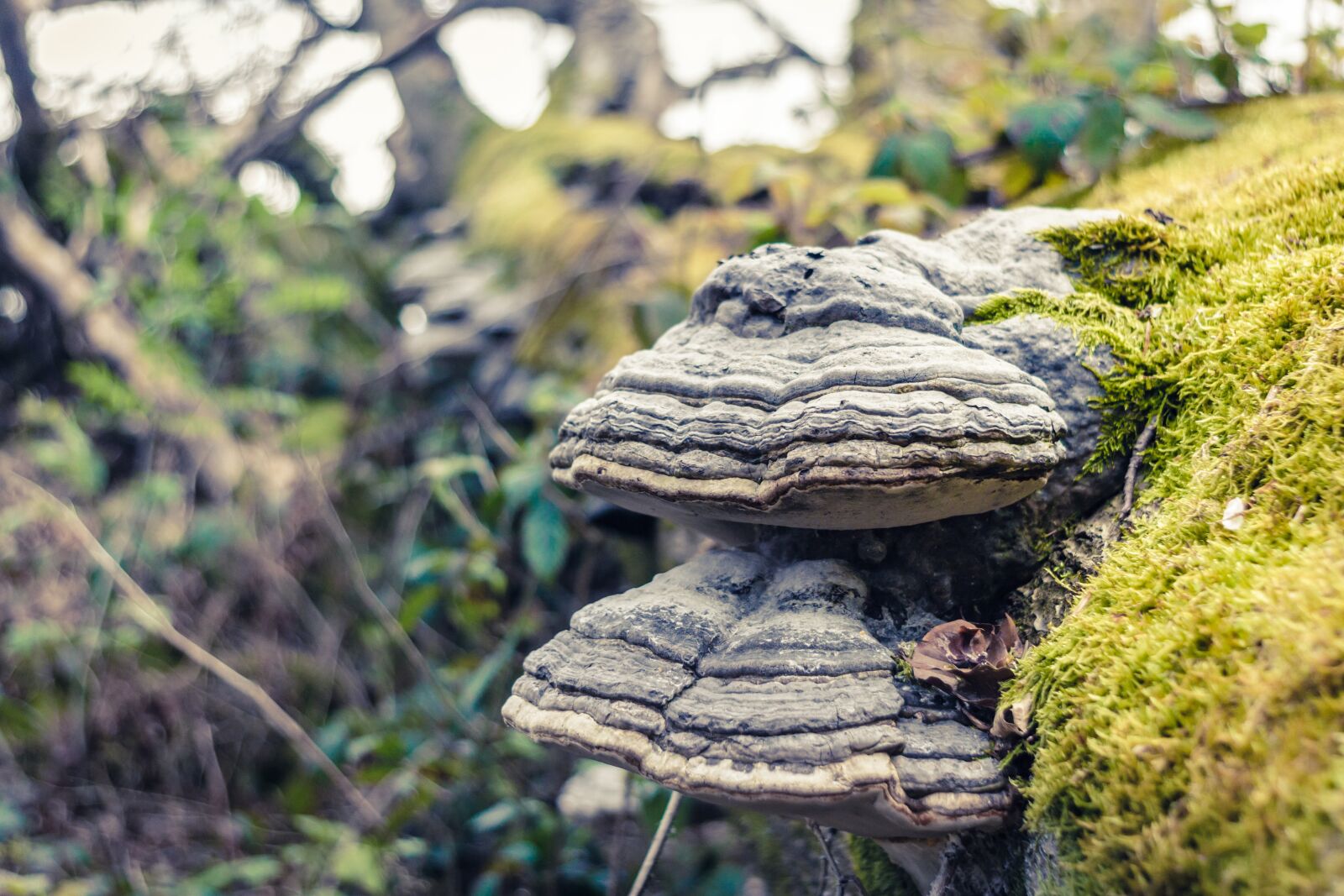 Canon EOS 7D sample photo. Tree fungus, moss, nature photography