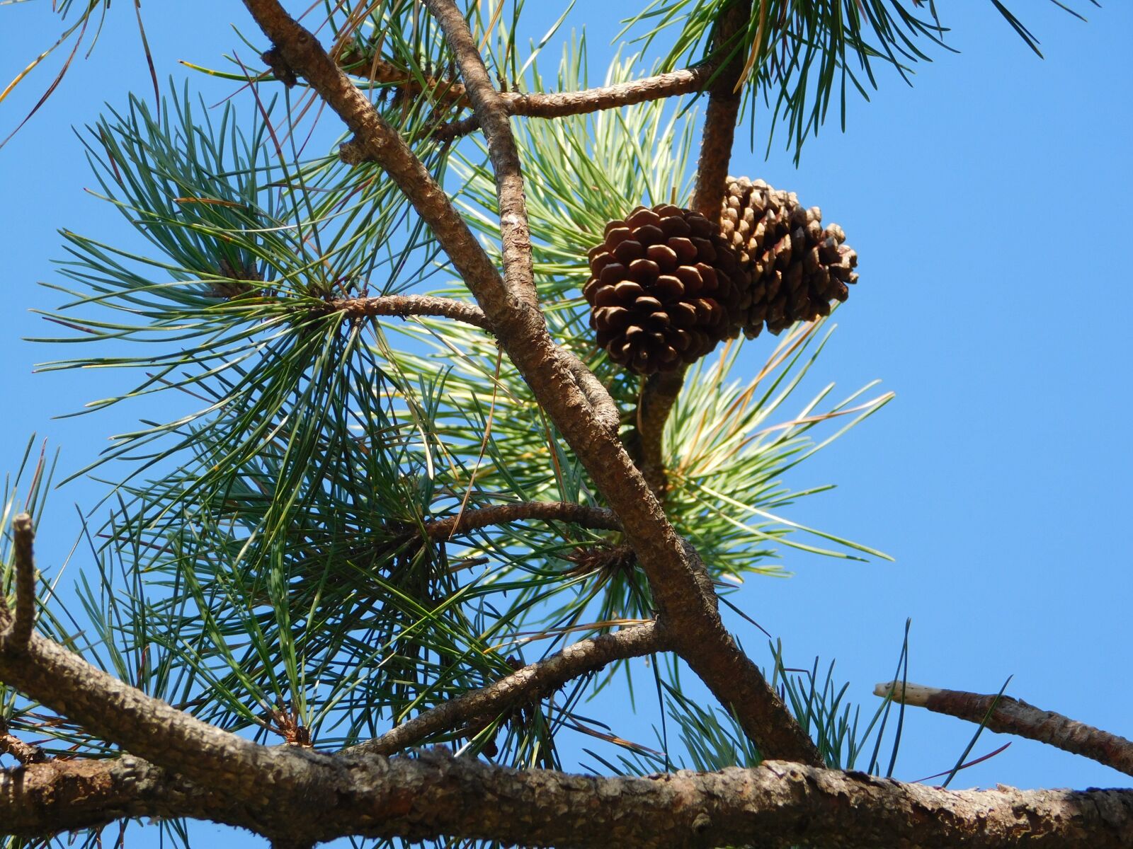 Nikon Coolpix L840 sample photo. Pine, trees, us photography