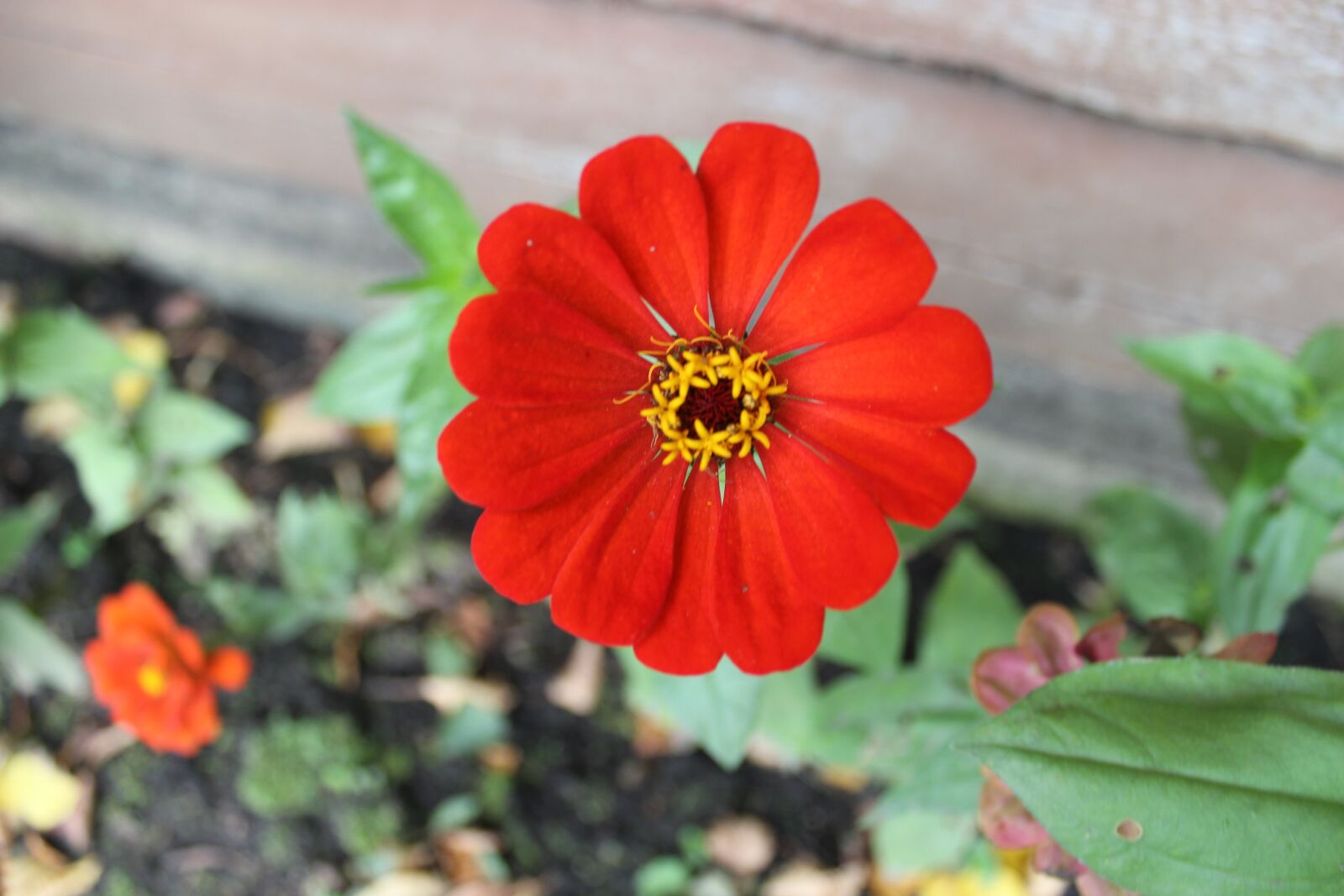Canon EOS 600D (Rebel EOS T3i / EOS Kiss X5) sample photo. Flower, red, nature photography