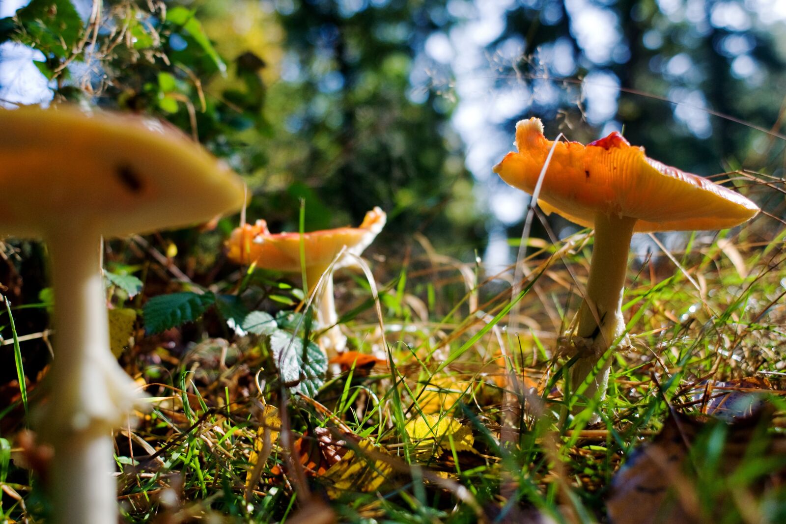 Nikon D90 sample photo. Mushrooms, forest, autumn photography
