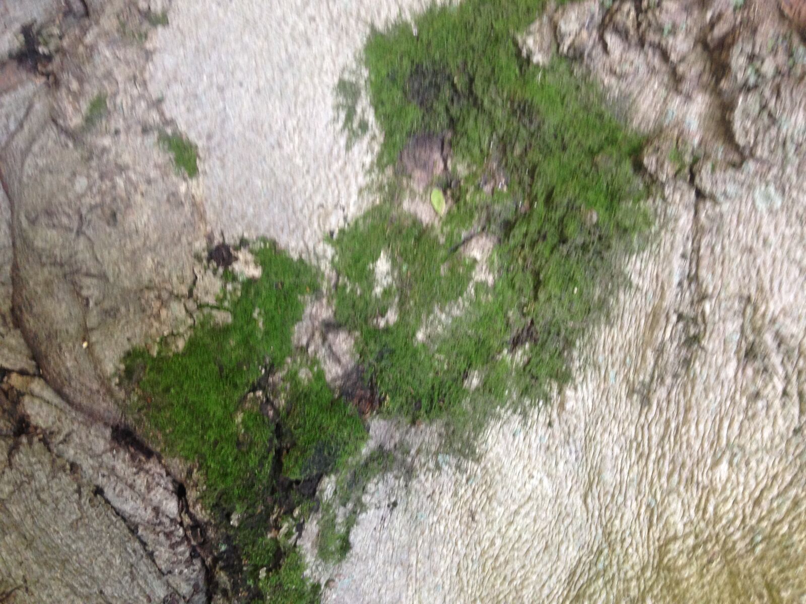 Apple iPhone 5c sample photo. Moss, tree, tree, moss photography