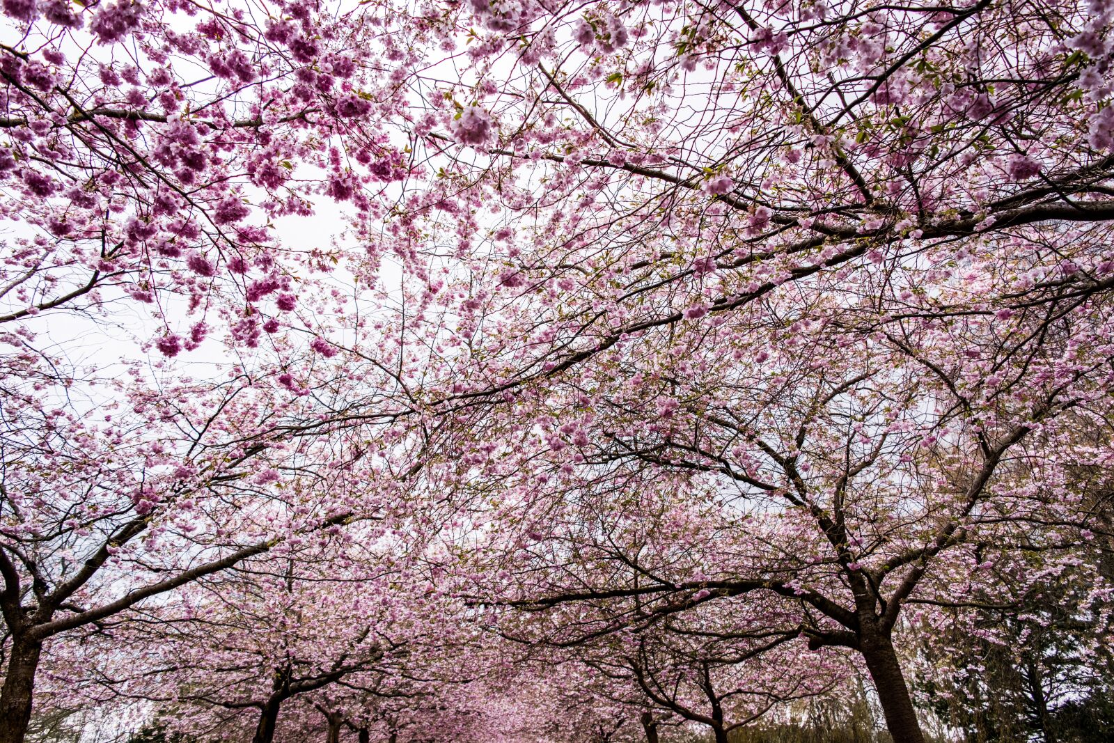 Nikon D5500 sample photo. Sakura, sky, tree photography
