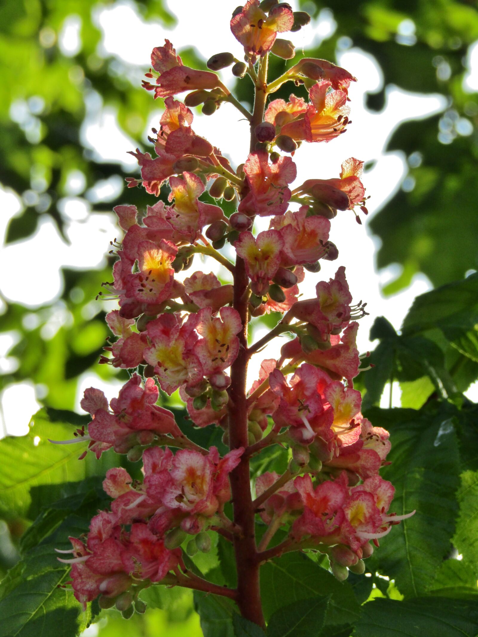 Canon POWERSHOT SX432 IS sample photo. Chestnut, chestnut blossom, flowers photography