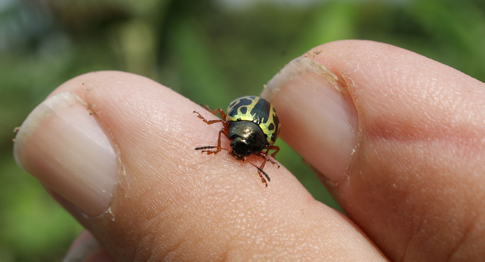 Sony Alpha DSLR-A390 sample photo. Image, insect, ladybug photography
