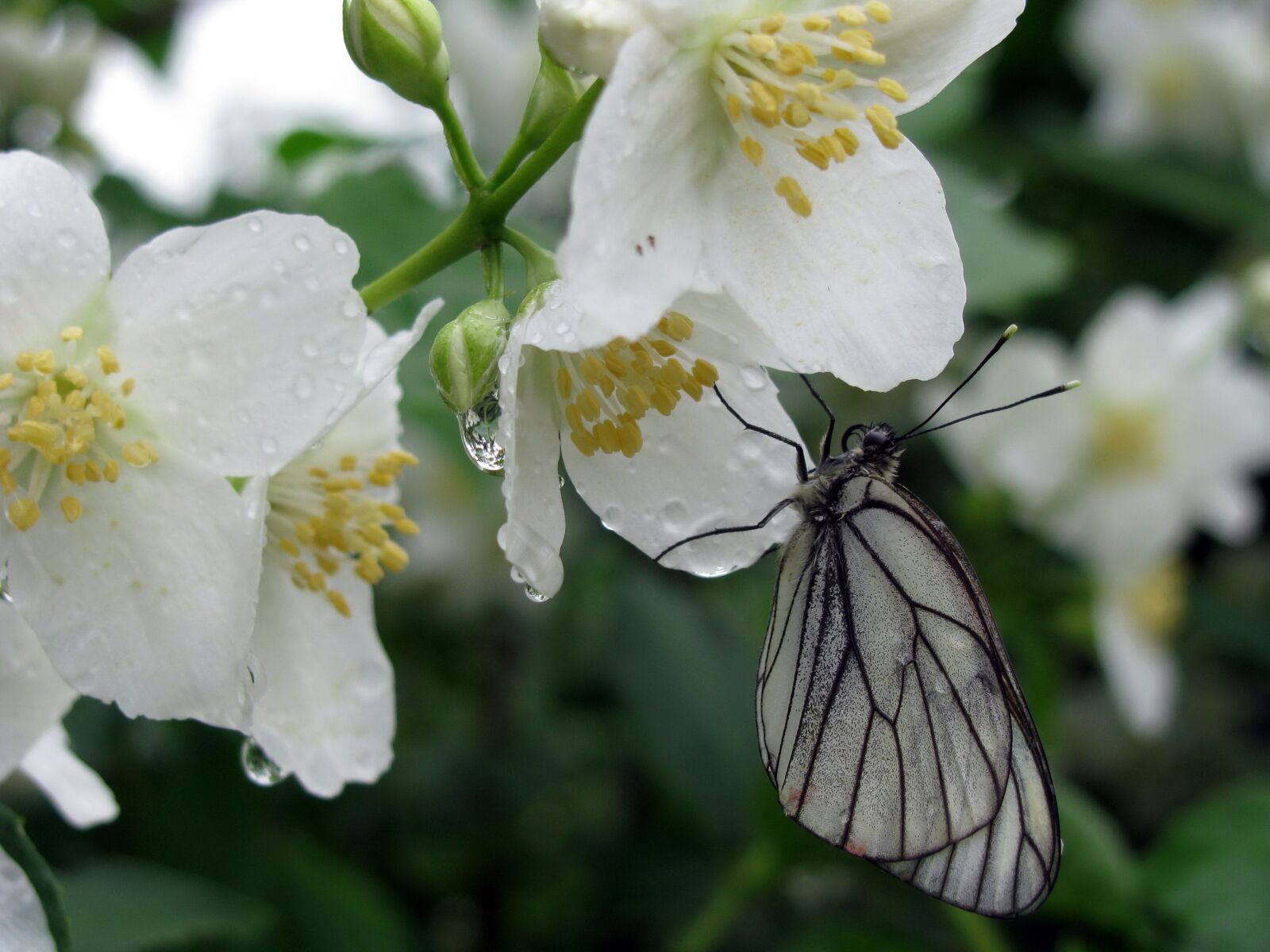 Canon POWERSHOT SX100 IS sample photo. Butterfly, wet, flowers photography