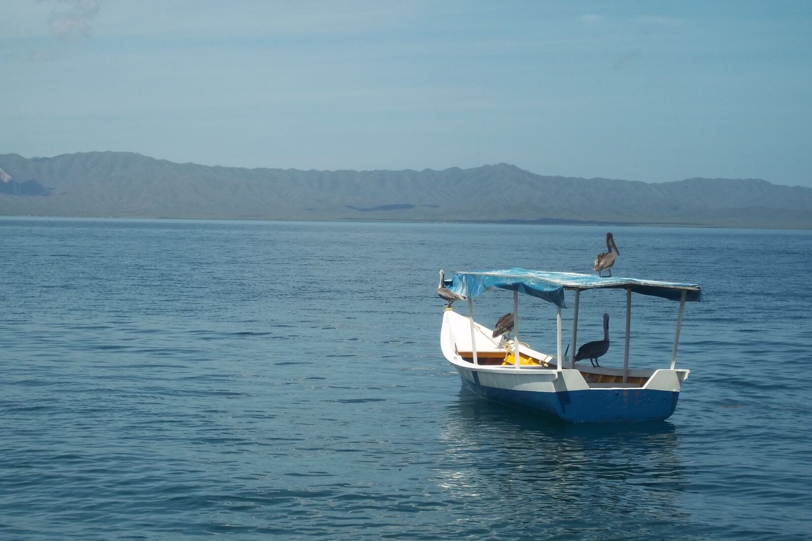 Kodak EASYSHARE M530 DIGITAL CAMERA sample photo. Sea, fisherman, pelican photography