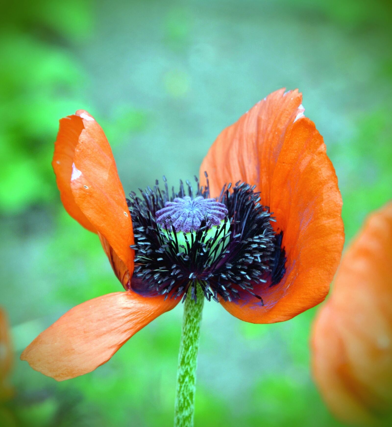 Nikon D5100 sample photo. Petals, bloom, blossom, nature photography