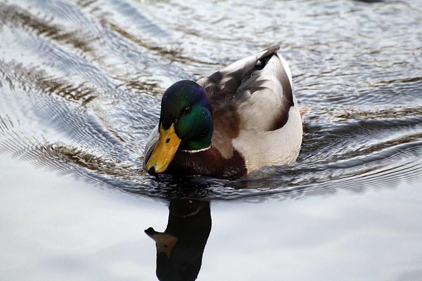 Canon EOS 1000D (EOS Digital Rebel XS / EOS Kiss F) sample photo. Duck, mirroring, eilbek photography