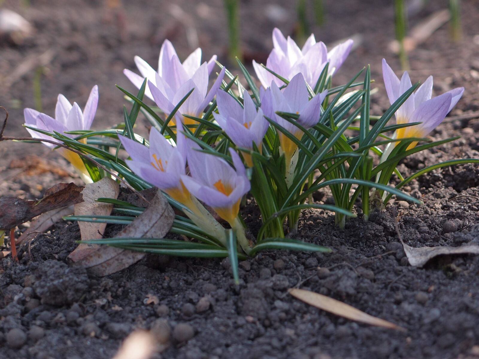 Olympus XZ-1 sample photo. Flowers, spring, spring flowers photography